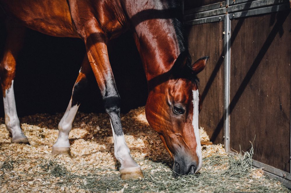 Kompletta stall ger trygghet åt hästarna